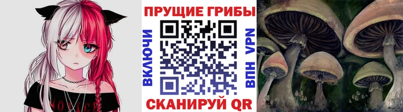 купить наркотики цена  мега вход  Псилоцибиновые грибы Cubensis  Высоковск 
